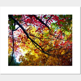 Autumn Leaves at Walden Pond Posters and Art